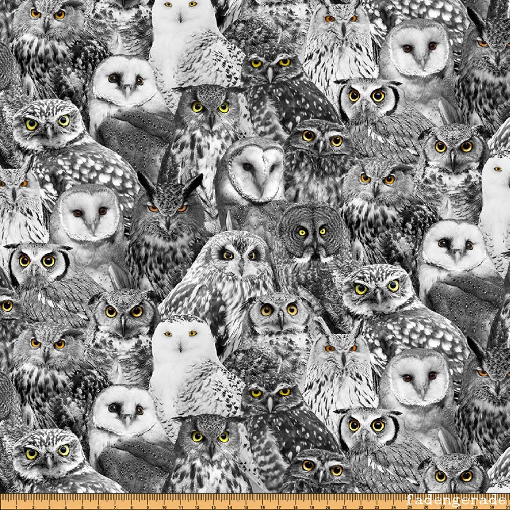 Black Owls