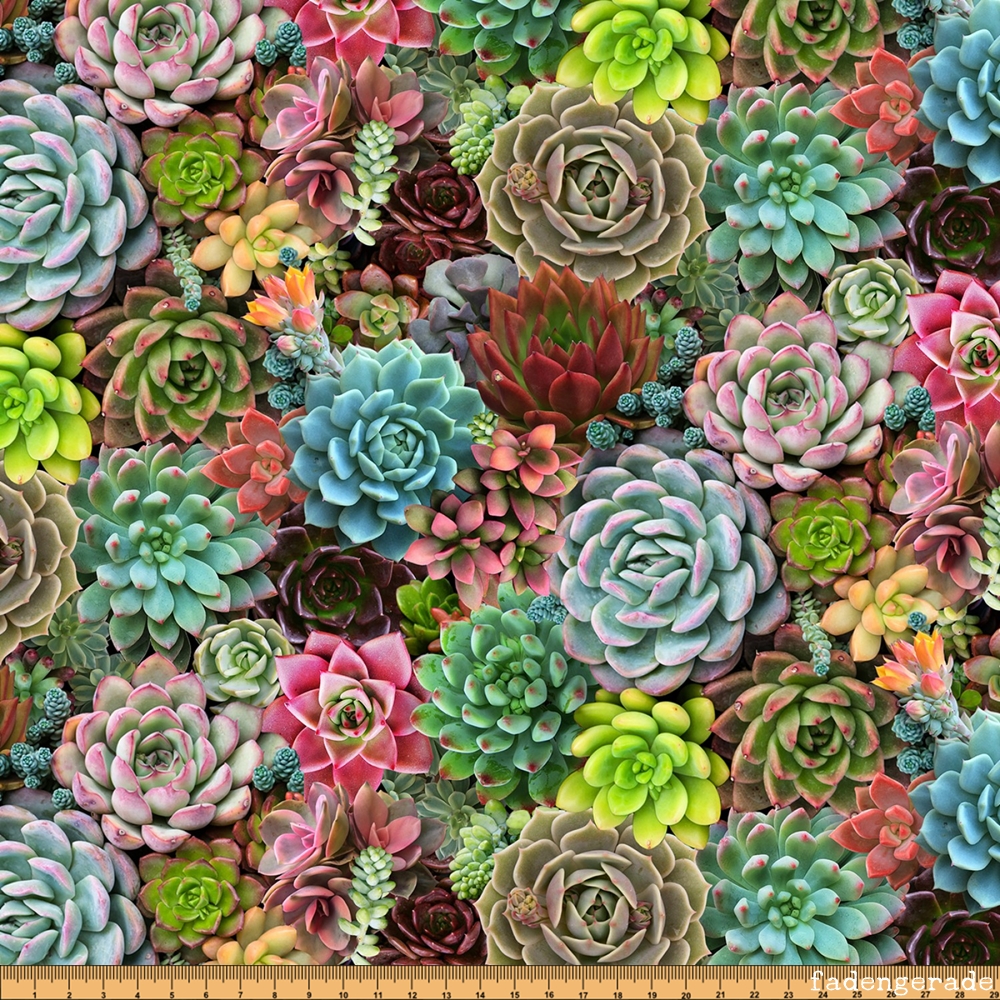 Multi Succulents Packed